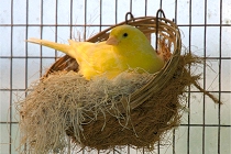 Kanarienvogel im Nest