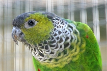 Mohrenkopf-Papagei im Vogelpark